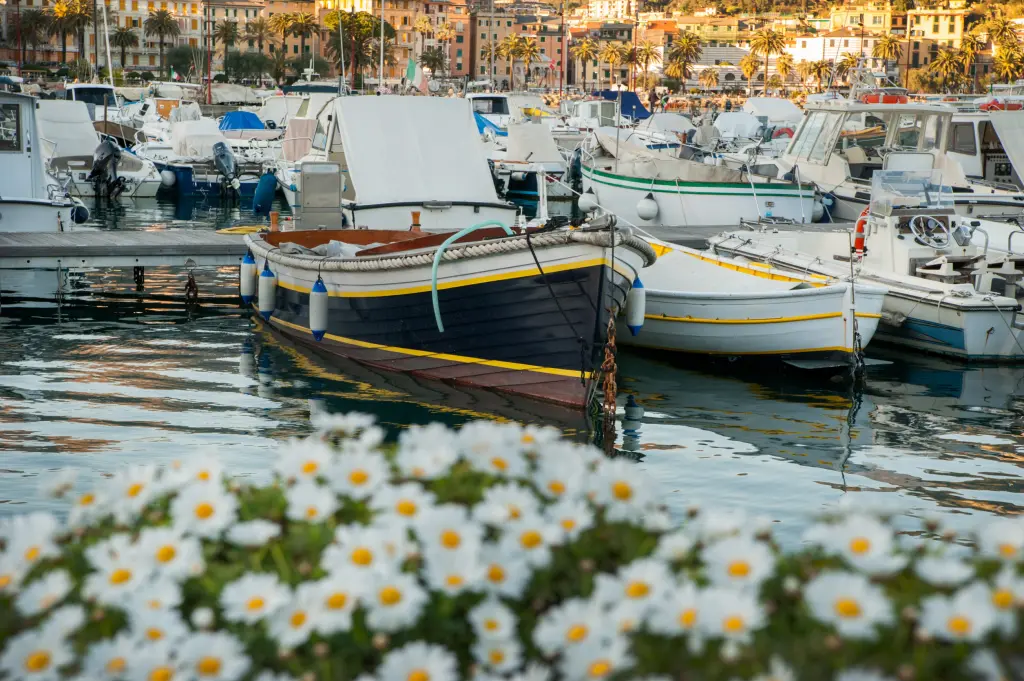 bateaux amarrés dans un port méditerranéen avec fleurs blanches au premier plan