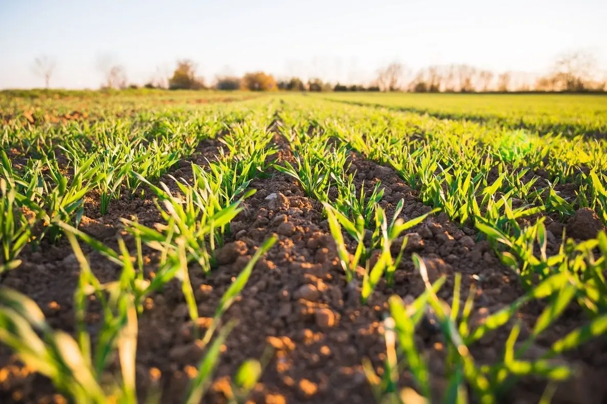 Comment les innovations vertes transforment l’agriculture moderne en France