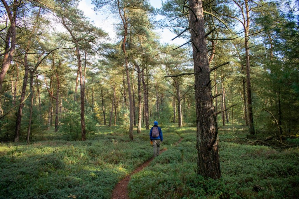 A person walks on a path through a pine forest.