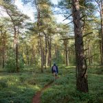 A person walks on a path through a pine forest.