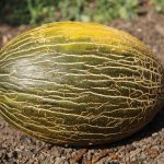 Close-up of a ripe Piel de Sapo melon resting on soil in a sunny garden setting.