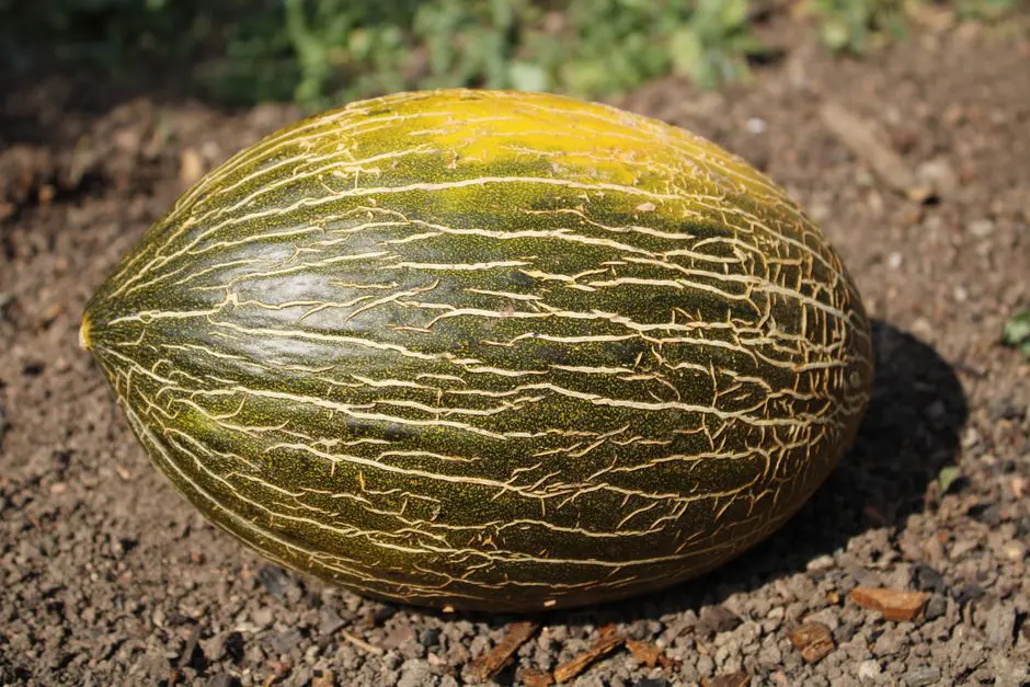 Close-up of a ripe Piel de Sapo melon resting on soil in a sunny garden setting.