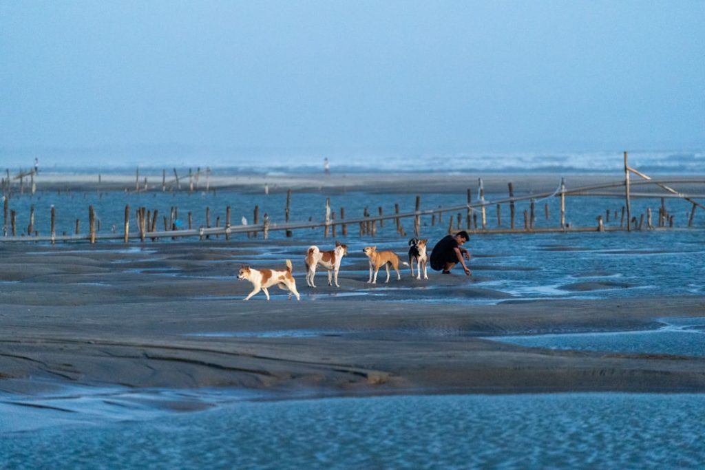 Plages Vendée chien autorisé 2026 : guide complet