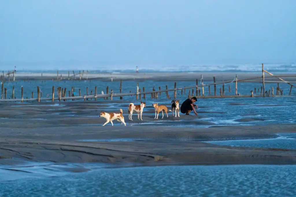 Plages Vendée chien autorisé 2026 : guide complet