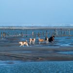 Plages Vendée chien autorisé 2026 : guide complet