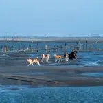 Plages Vendée chien autorisé 2026 : guide complet