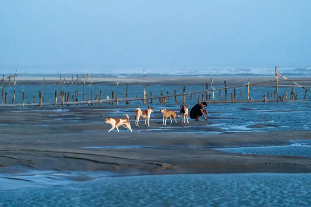 Plages Vendée chien autorisé 2026 : guide complet