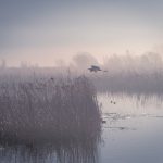 a large bird flying over a body of water
