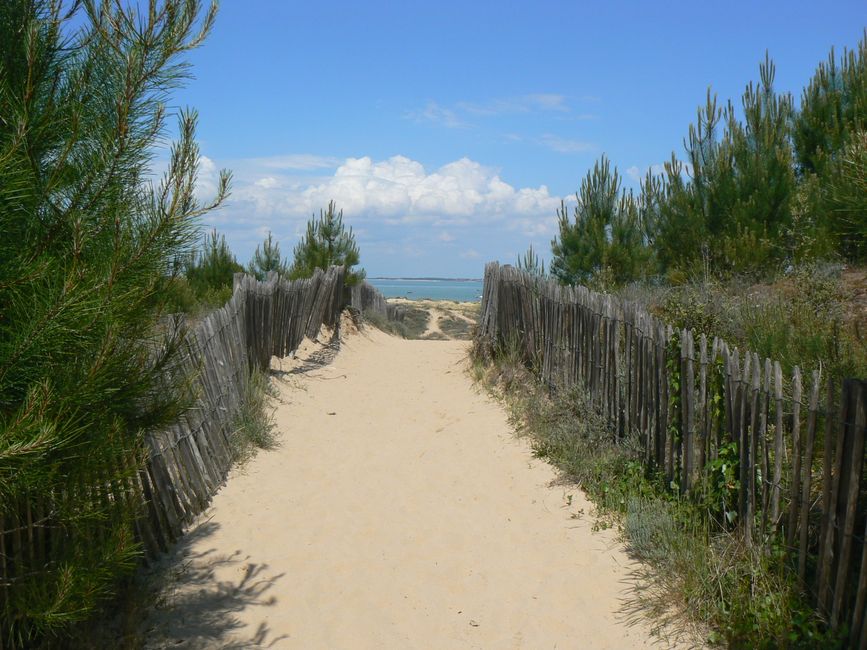 Serene sandy path through pine trees leading to the ocean under a bright blue sky in Nouvelle-Aquitaine, France.