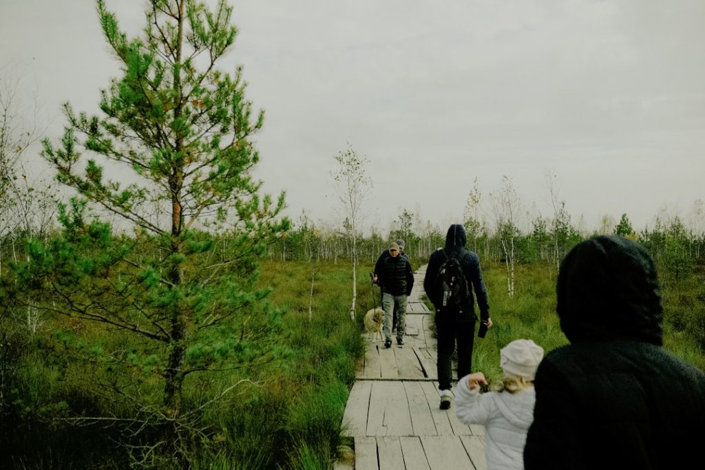 People walk on a wooden path through a marsh
