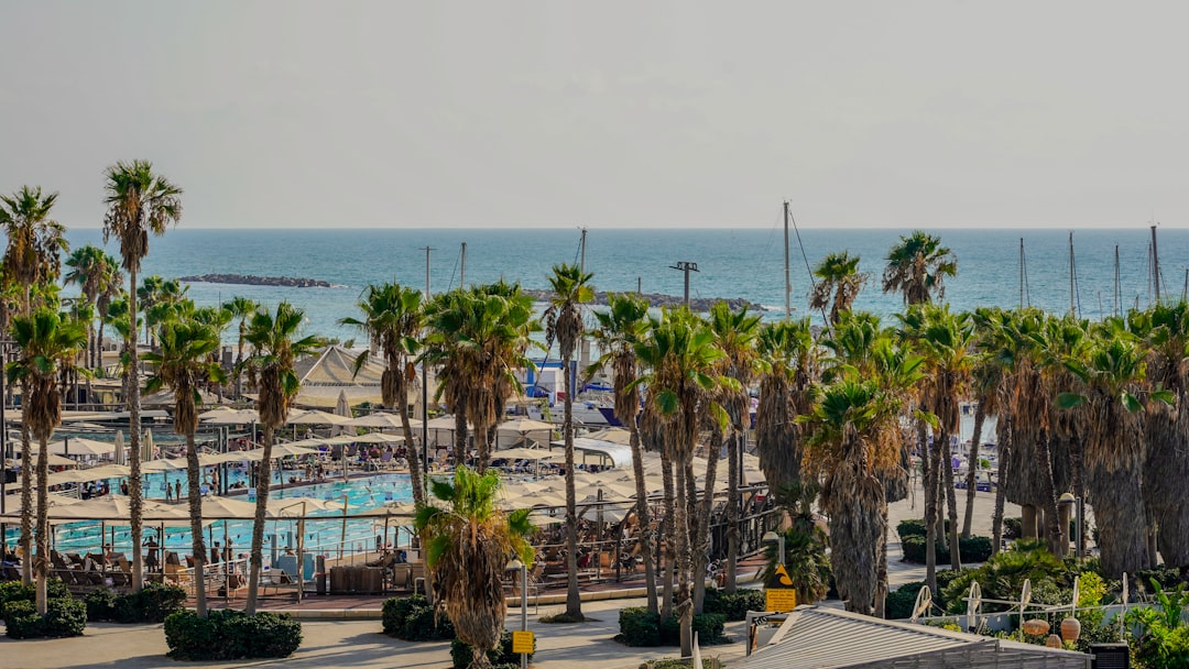 A view of a beach with palm trees and the ocean in the background