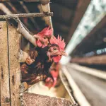 two brown chickens sticks heads out from coop